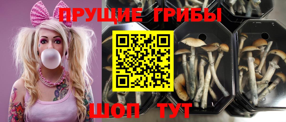 Псилоцибиновые грибы мухоморы Тверь